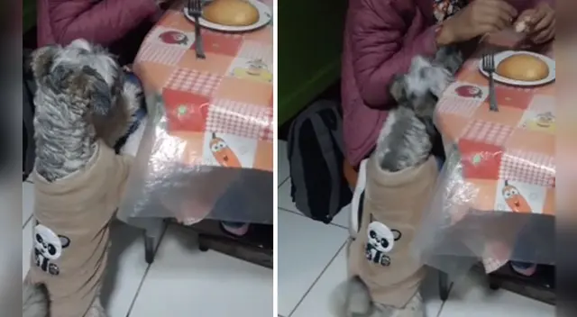 La divertida escena causó sensación en las redes sociales. La divertida escena causó sensación en las redes sociales.