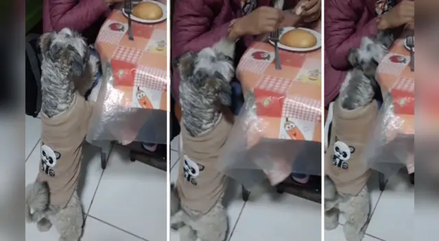 El clip cuenta con miles de reproducciones en TikTok. El clip cuenta con miles de reproducciones en TikTok.