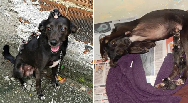 Las zarigüeyas fueron adoptadas por la perrita.