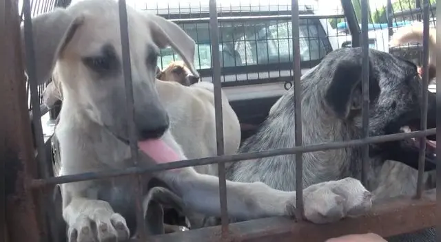 Mascotas serán esterelizadas