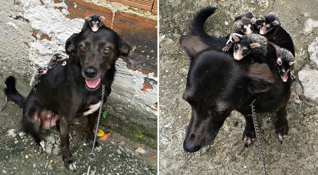 Las zarigüeyas fueron adoptadas por la perrita.