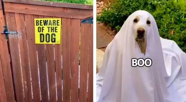 Perrito disfrazado de fantasma cautivó a todos en las redes sociales.