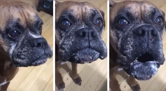 El clip cuenta con miles de reproducciones en TikTok.