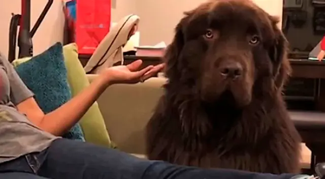 Perrito se molesta con su dueña y se niega a perdonarla Perrito se molesta con su dueña y se niega a perdonarla