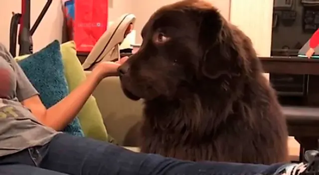 Perrito se molesta con su dueña y se niega a perdonarla Perrito se molesta con su dueña y se niega a perdonarla