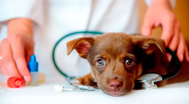 Video de una joven veterinaria leyendo un cuento a un perrito conmueve a todos Video de una joven veterinaria leyendo un cuento a un perrito conmueve a todos