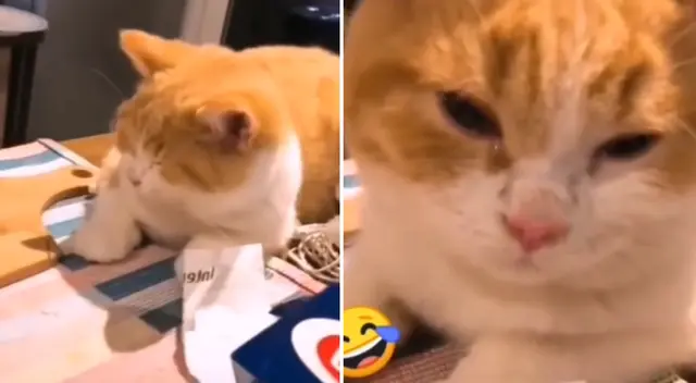 El felino terminó derramando algunas lágrimas. El felino terminó derramando algunas lágrimas.