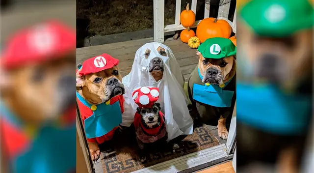 Estos tiernos perritos que cautivaron la atención de usuarios de Instagram. Estos tiernos perritos que cautivaron la atención de usuarios de Instagram.