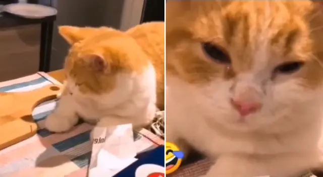 El felino terminó derramando algunas lágrimas. El felino terminó derramando algunas lágrimas.