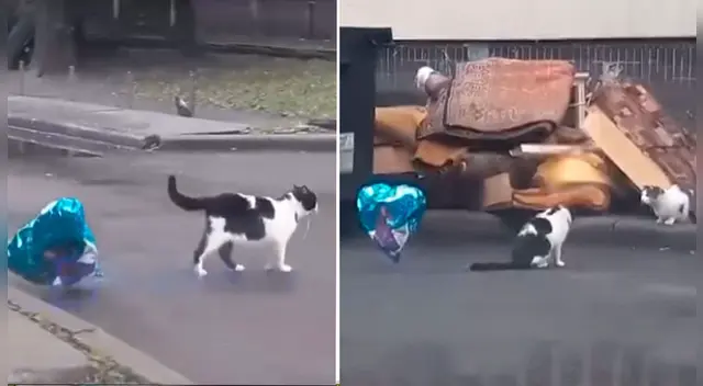 El clip cuenta con miles de reproducciones en TikTok. El clip cuenta con miles de reproducciones en TikTok.