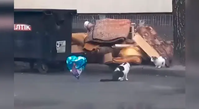 La tierna escena cautivó a los usuarios en las redes sociales. La tierna escena cautivó a los usuarios en las redes sociales.