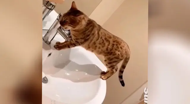 Travieso gato inundó su casa Travieso gato inundó su casa