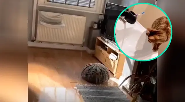 Travieso gato inundó su casa Travieso gato inundó su casa