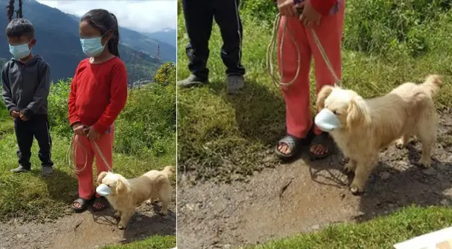 Perrito se robó las miradas en las redes sociales.