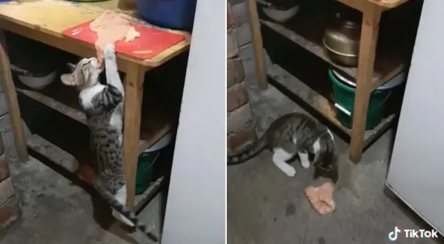 El gato se metió a la cocina y robó el almuerzo de su dueña.