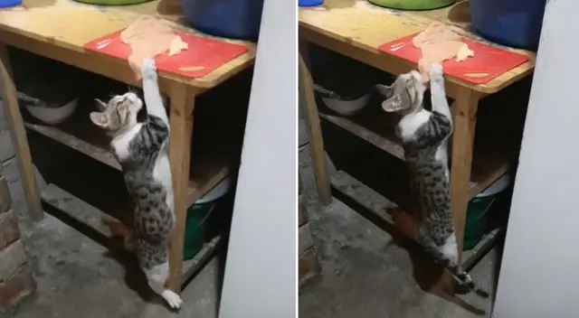 El gato se metió a la cocina y robó el almuerzo de su dueña.