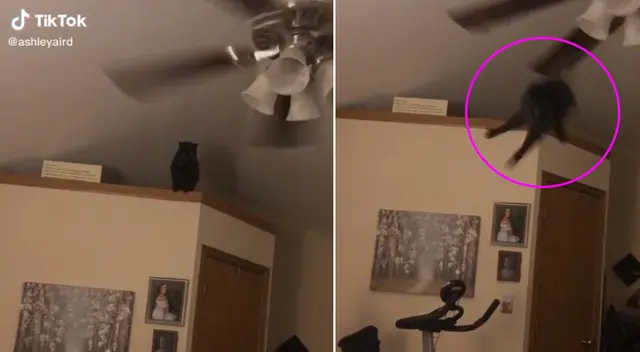 El gato recibió un fuerte golpe en la cabeza.