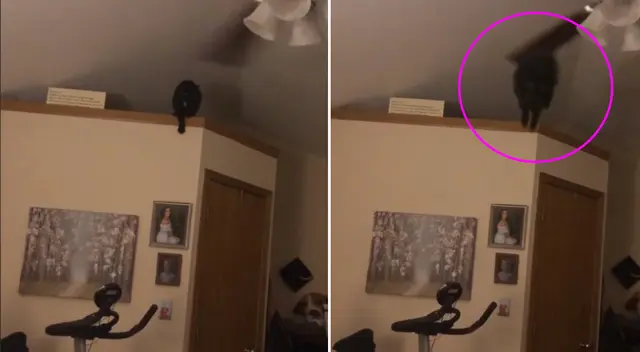 El gato recibió un fuerte golpe en la cabeza.