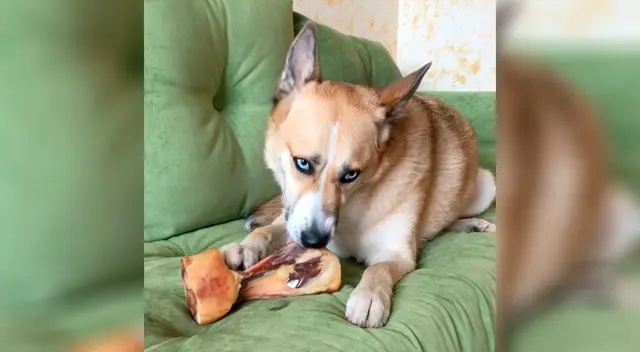 La carne cruda sí podría tener bacterias o patógenos. La carne cruda sí podría tener bacterias o patógenos.