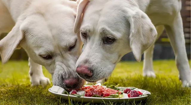 La carne cruda sí podría tener bacterias o patógenos. La carne cruda sí podría tener bacterias o patógenos.