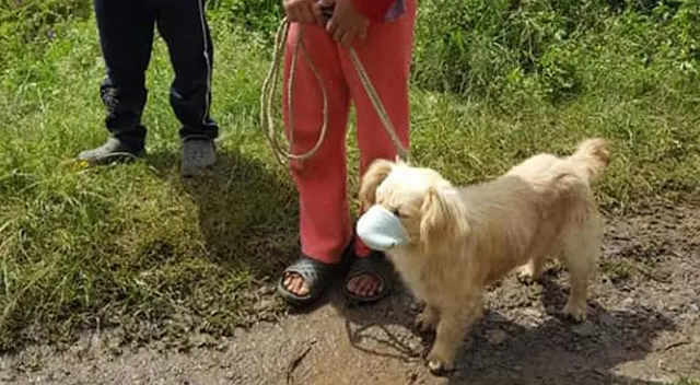 Perrito se robó las miradas en las redes sociales.