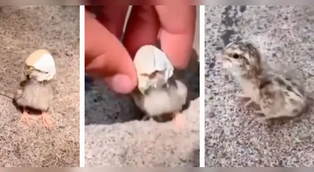 La tierna escena cautivó a los usuarios en las redes sociales. La tierna escena cautivó a los usuarios en las redes sociales.