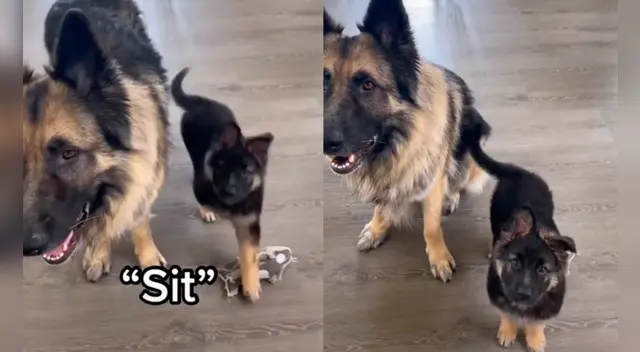 La escena causó la risa de varios usuarios en las redes sociales.