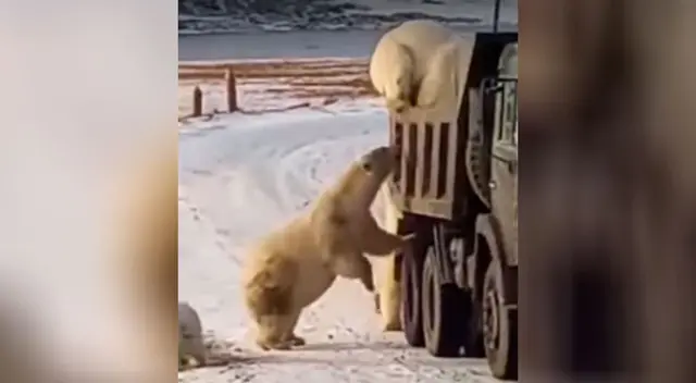Osos polares se vuelven protagonistas de un video viral