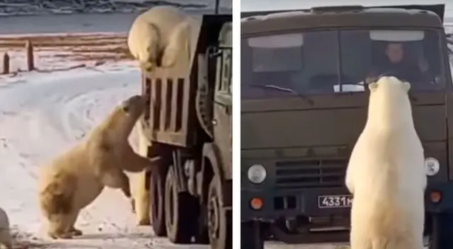 Osos polares se vuelven protagonistas de un video viral