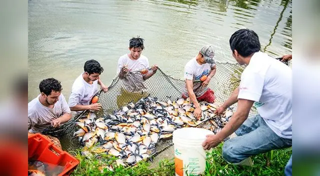 La piscicultura en granjas es muy popular en esta región.
