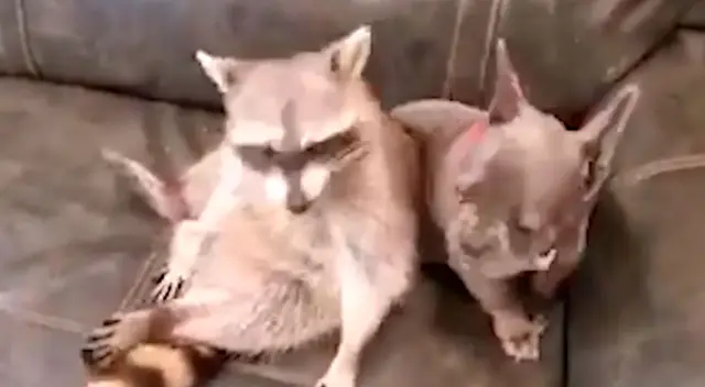 Joven descubre que su perro y un mapache se volvieron mejores amigos Joven descubre que su perro y un mapache se volvieron mejores amigos