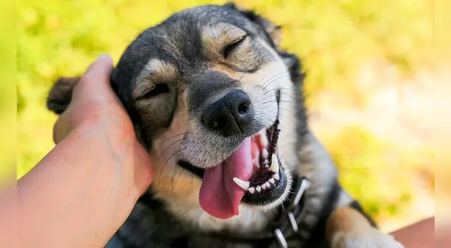 La acción de una joven veterinaria ha causado una gran ternura entre los usuarios de TikTok. El video no tardó en volverse viral. La acción de una joven veterinaria ha causado una gran ternura entre los usuarios de TikTok. El video no tardó en volverse viral.