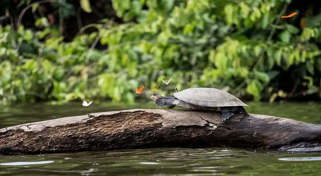 Diversa fauna en la Selva baja.