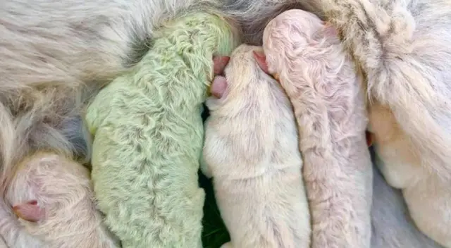 El perrito nació con un color de pelo verde fosforescente. El perrito nació con un color de pelo verde fosforescente.