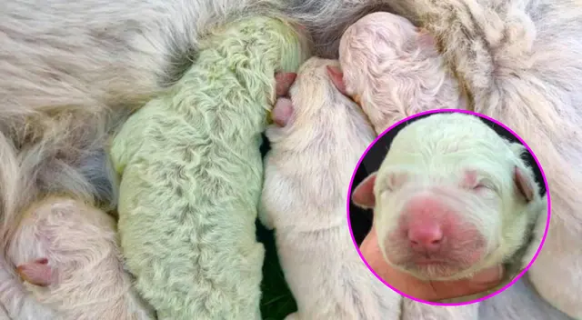 El perrito nació con un color de pelo verde fosforescente. El perrito nació con un color de pelo verde fosforescente.
