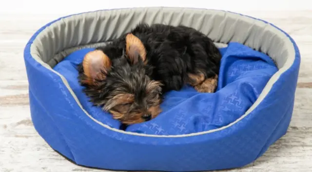 En TikTok, una mujer lee un libro para un cachorro mientras está en la veterinaria. El clip se hizo viral causando ternura en los internautas. En TikTok, una mujer lee un libro para un cachorro mientras está en la veterinaria. El clip se hizo viral causando ternura en los internautas.