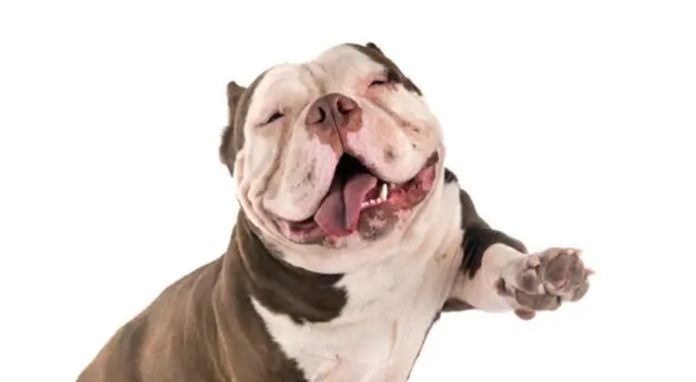 La joven tuvo el noble gesto de leerle un cuento a un pequeño cachorro que estaba en la clínica veterinaria. Mira aquí el tierno video de TikTok. La joven tuvo el noble gesto de leerle un cuento a un pequeño cachorro que estaba en la clínica veterinaria. Mira aquí el tierno video de TikTok.