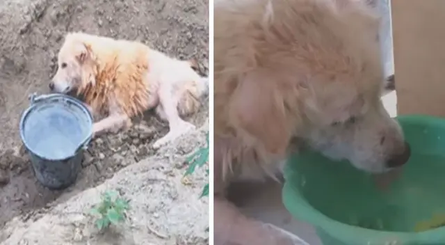 La emotiva escena se ha robado el corazón de miles de usuarios en las redes sociales. La emotiva escena se ha robado el corazón de miles de usuarios en las redes sociales.