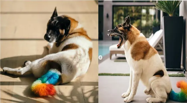 J Balvin en el ojo de la tormenta por pintar cola de su perro.