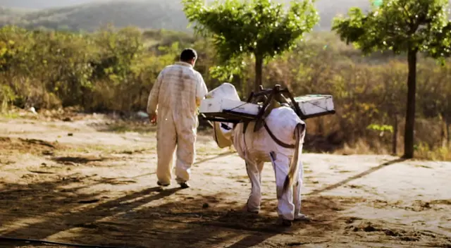 El apicultor cuida de su burrito ayudante y no lo deja desprotegido.