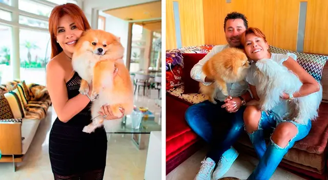 Magaly Medina enamora a Alfredo Zambrano con disfraz de bruja. Magaly Medina enamora a Alfredo Zambrano con disfraz de bruja.