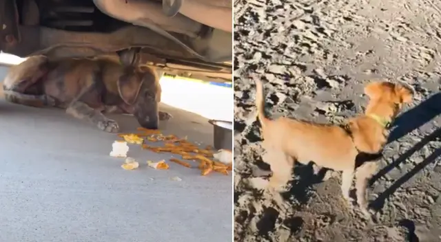 La perrita vivía debajo de los autos y nadie se acercaba a ella.