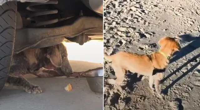 La perrita vivía debajo de los autos y nadie se acercaba a ella.