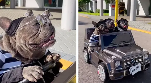 Perros realizan divertida parodia sobre el robo de un banco