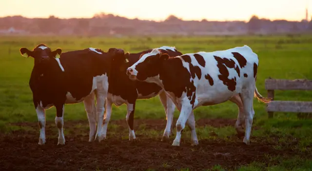 Vacas consuelan a su amiga antes de que la lleven al matadero