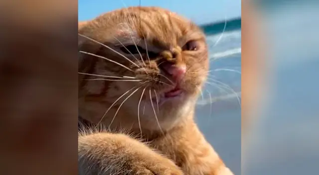 Gato causa furor por su graciosa reacción al visitar la playa por primera vez Gato causa furor por su graciosa reacción al visitar la playa por primera vez