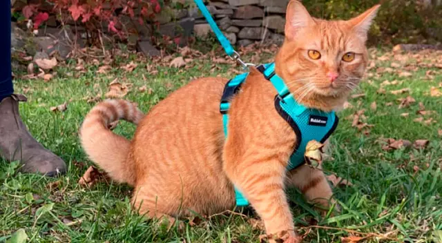 Gato causa furor por su graciosa reacción al visitar la playa por primera vez Gato causa furor por su graciosa reacción al visitar la playa por primera vez