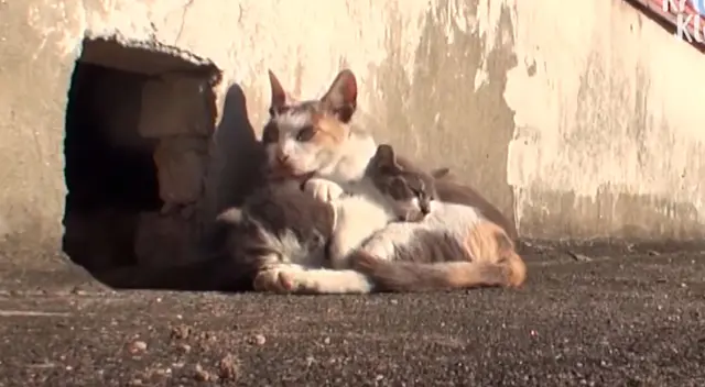 Gatita no deja en ningún momento solo a su pequeña cría Gatita no deja en ningún momento solo a su pequeña cría