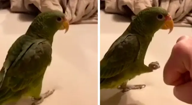 El loro ha cautivado a todos en las redes sociales El loro ha cautivado a todos en las redes sociales