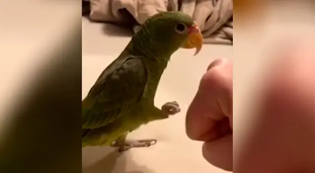 El loro ha cautivado a todos en las redes sociales El loro ha cautivado a todos en las redes sociales